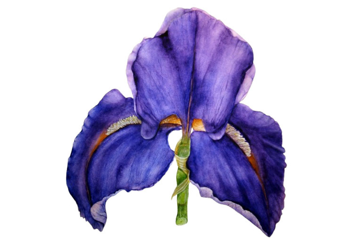 Botanikai illusztrációk Csáky Sanders Andrea folyosói tárlata